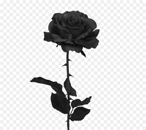 71 Wallpaper Bunga Rose Hitam Pics - MyWeb