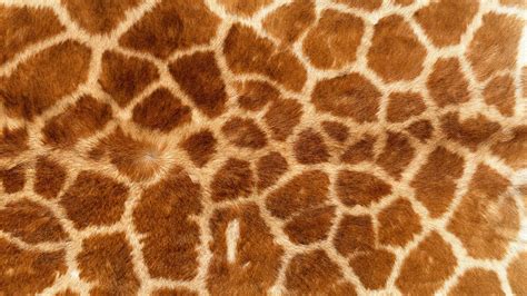 animal texture, skin, giraffe, download photo