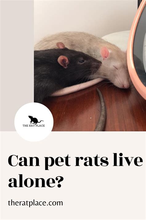 Learn more about keeping pet rats happy and health at TheRatPlace. #petrats #rats #rodents #pets ...