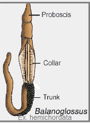 Phylum-Hemichordata - PCSSTUDIES - Biology