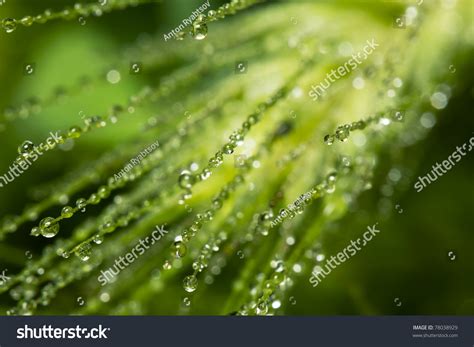 Water Dew Drops Hanging Green Leaves Stock Photo 78038929 | Shutterstock