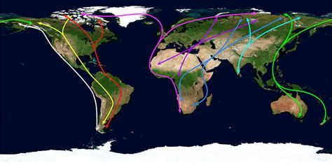 Worldwide Bird Migration Routes #1 by Science Photo Library