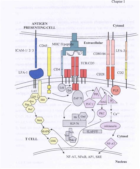 Figure 1.1 from Analysis of CD45 variants effecting alternative ...