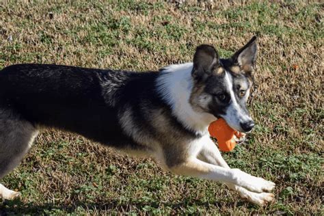 The Panda German Shepherd: A Complete Breed Guide – The German Shepherder