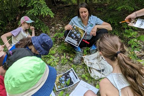 Local wildflower map aims to help address 'nature deficit' - Orillia News