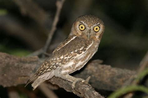 Elf Owl Facts | Elf Owl Diet and Habitat