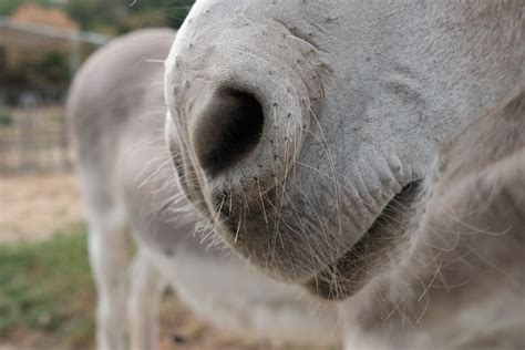 Understanding Donkey Behavior: Tips For Beginners - Homey Gears