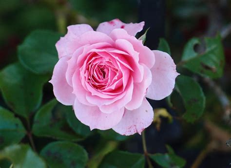 Pink Rose Flower · Free photo on Pixabay