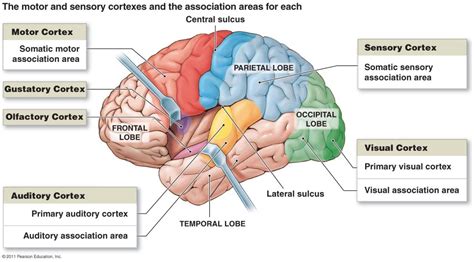 Image result for gustatory cortex | Motor cortex, Cerebral cortex ...