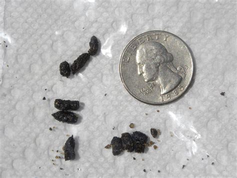 What Does Chipmunk Poop Look Like? Chipmunk Droppings Identification - Animal Hype