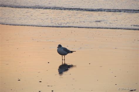 La Mouette Rieuse