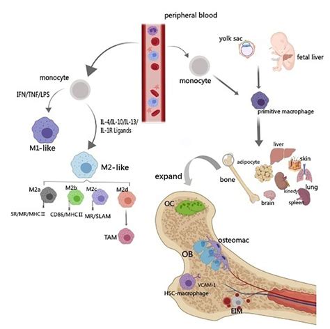 | Origin and classification of macrophages. The diagram illustrates the... | Download Scientific ...