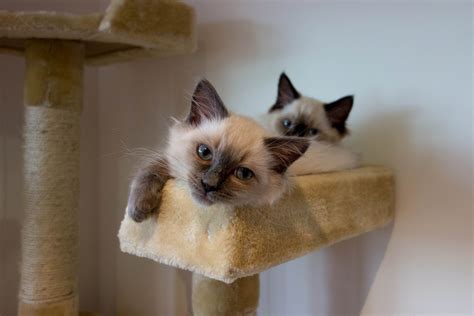 How to Find the Perfect Ragdoll Cat Breeders-Kittentoob