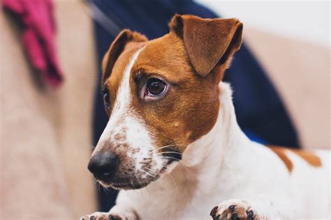 How To Groom A Jack Russell | Jack Russell Grooming | Groomers