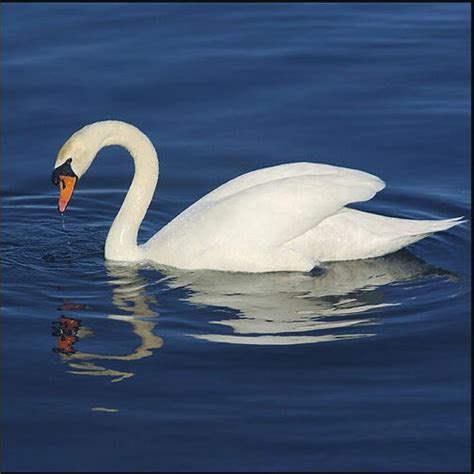 Mute Swan: National Bird of Denmark | Interesting Facts about Mute Swan