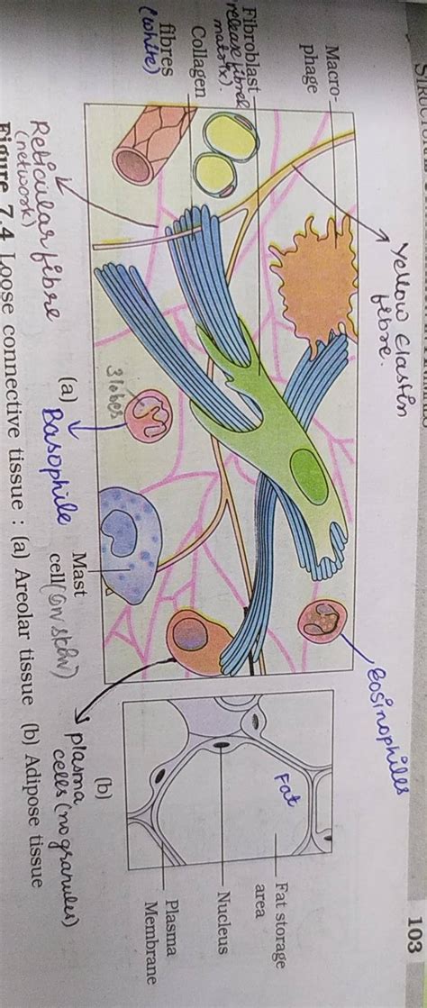 Reticular Cionre 7.4 Loose connective tissue : (a) Areolar tissue (b) Adi..