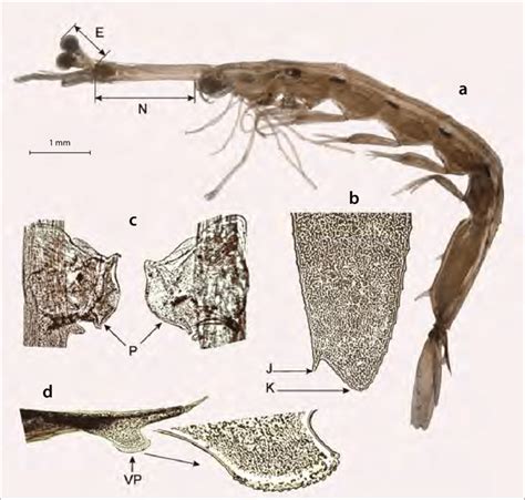 Lucifer hanseni, male. a. general lateral view; b. distal portion of... | Download Scientific ...