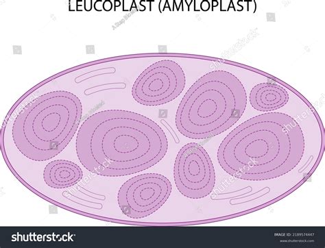 Leucoplast Amyloplast Starch Storage Plastid Stock Vector (Royalty Free) 2189574447 | Shutterstock