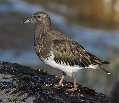 Black Turnstone - Arenaria melanocephala