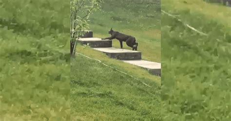 Black lynx spotted in Canada (and there's footage to prove it) | Discoveries | Earth Touch News