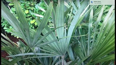 World's Most Cold Hardy Palm- The Needle Palm, Rhapidophyllum hystrix - YouTube