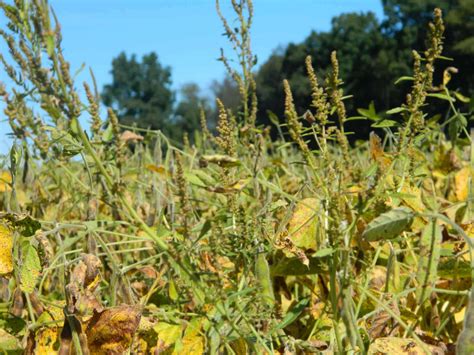 Herbicide rotation ineffective against resistance in waterhemp ...