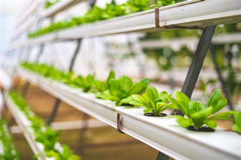 Picking the Best Growing Medium for Your Hydroponic System - Oiko Times