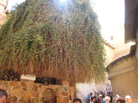 IS THE BURNING BUSH STILL BURNING? — Friends of Mount Sinai Monastery