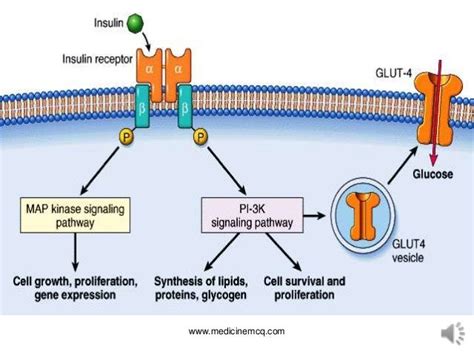 Insulin Actions and Receptors