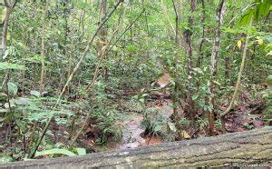 Bukit Batok Nature Park: Quarry, Playground & Wildlife - Little Day Out