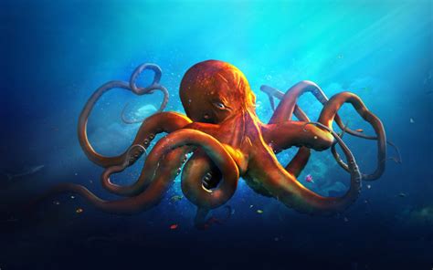 🔥 [37+] HD Octopus Wallpapers | WallpaperSafari