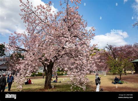 Shinjuku Gyoen Park cherry blossom hanami sakura April 2023, Tokyo city centre,Japan,Asia Stock ...