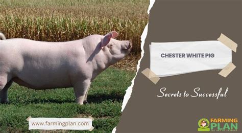 Chester White Pig: Secrets To Successful - Farming Plan