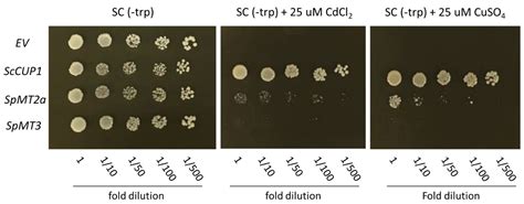 Plants | Free Full-Text | Examination of the Metallothionein Gene Family in Greater Duckweed ...