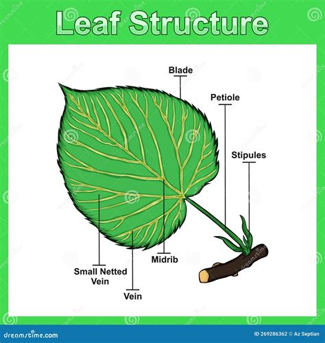 Leaf Structure Diagram, Structure Leaf Vector Illustration. Stock Vector - Illustration of ...