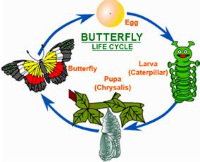 Lifecycle - Caterpillar to Butterfly - StartsAtEight