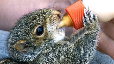 Squirrel Baby Feeding 02, Time Lapse Speed x2 - YouTube