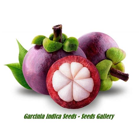 Kokum - Mangosteen Seeds (Garcinia indica) - Price €3.95