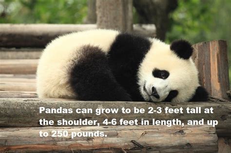 33 Panda Facts Guaranteed To Surprise And Delight You