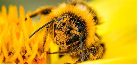 What Is the Pollination Process of a Bee? | BeehiveHero