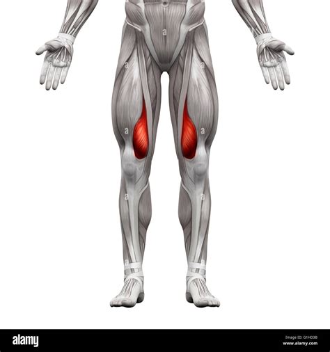 Vastus Medialis Muscle - Anatomy Muscles isolated on white - 3D illustration Stock Photo - Alamy