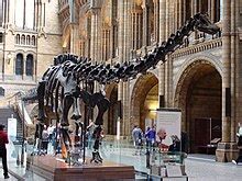 Museo de Historia Natural de Londres - Wikipedia, a enciclopedia libre