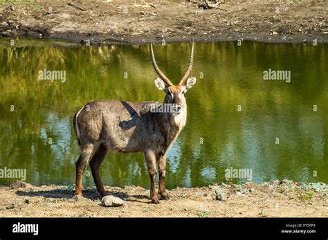 South Africa - Kruger National Park - Big 5 Stock Photo - Alamy