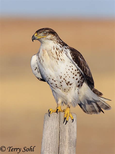 Identification Keys and Tips - Common (Buteo) Hawks