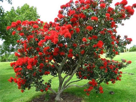 Rare Exotic New Zealand Christmas Tree 25 Seeds - Etsy