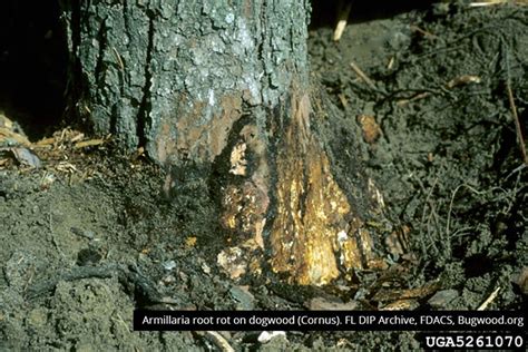 Armillaria Root Rot – It’s Bark Glows in the Dark! - Arborist Now