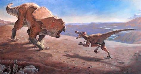 Velociraptor Vs Protoceratops Fossil