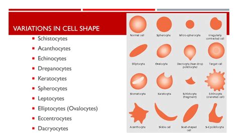 Echinocytes And Crenation