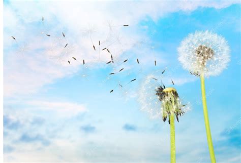 Premium Photo | Dandelion with blowing seeds, on background