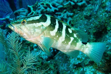 Feds agree to protect Nassau grouper habitat - WildEarth Guardians